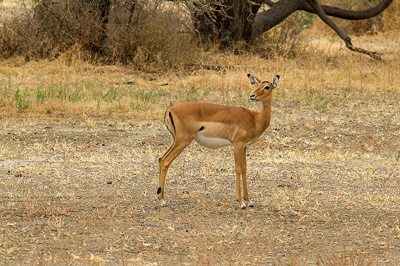 impala